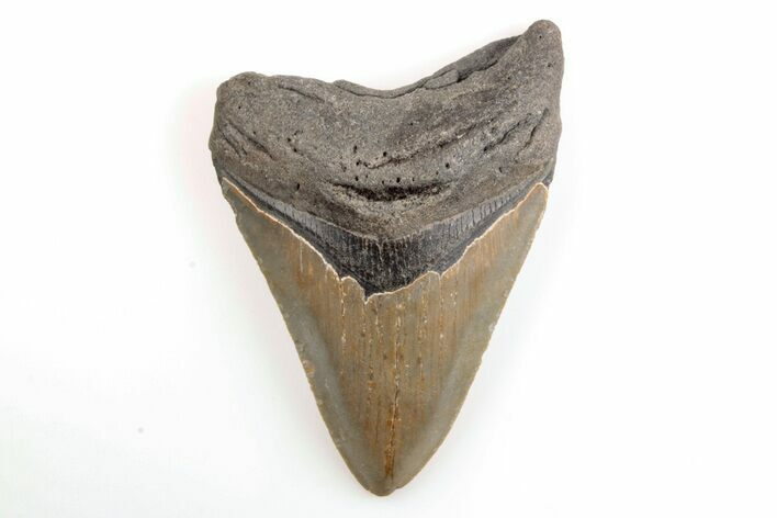 Serrated, Fossil Megalodon Tooth - North Carolina #200650